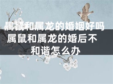 属鼠和属龙的婚姻好吗 属鼠和属龙的婚后不和谐怎么办