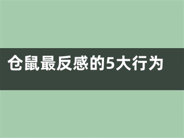 仓鼠最反感的5大行为