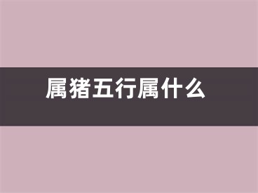 属猪五行属什么