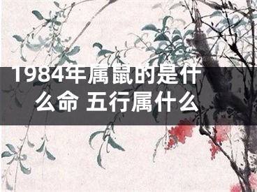 1984年属鼠的是什么命 五行属什么
