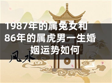 1987年的属兔女和86年的属虎男一生婚姻运势如何