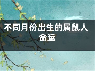 不同月份出生的属鼠人命运