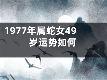 1977年属蛇女49岁运势如何