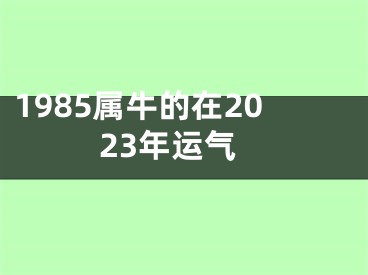 1985属牛的在2023年运气