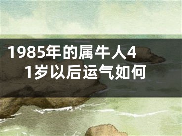 1985年的属牛人41岁以后运气如何