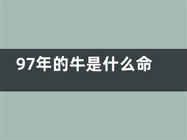 97年的牛是什么命