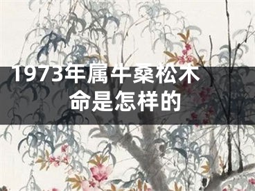 1973年属牛桑松木命是怎样的