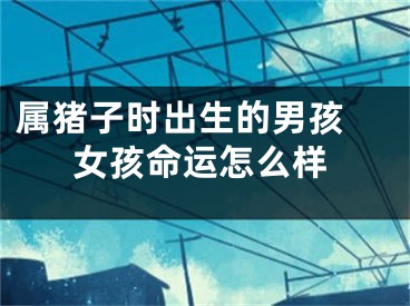 属猪子时出生的男孩 女孩命运怎么样