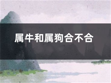 属牛和属狗合不合