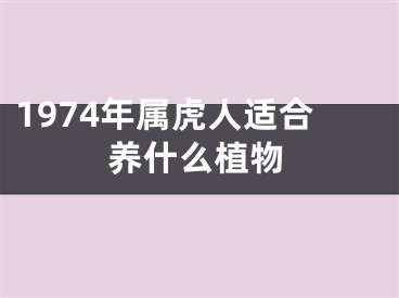 1974年属虎人适合养什么植物