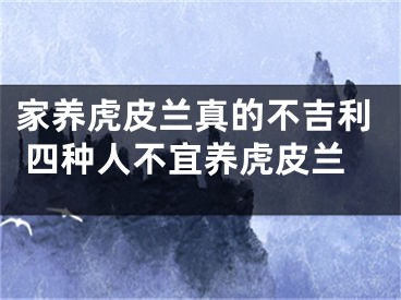 家养虎皮兰真的不吉利 四种人不宜养虎皮兰