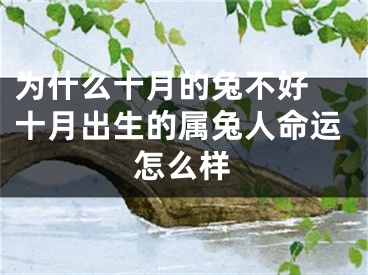 为什么十月的兔不好 十月出生的属兔人命运怎么样