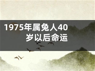 1975年属兔人40岁以后命运