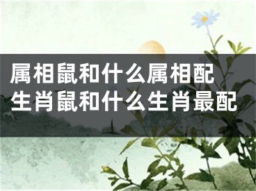 属相鼠和什么属相配 生肖鼠和什么生肖最配