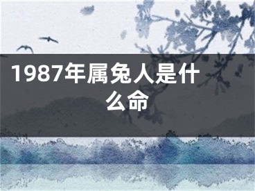 1987年属兔人是什么命