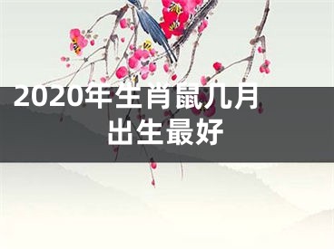 2020年生肖鼠几月出生最好