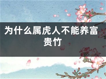 为什么属虎人不能养富贵竹