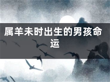 属羊未时出生的男孩命运