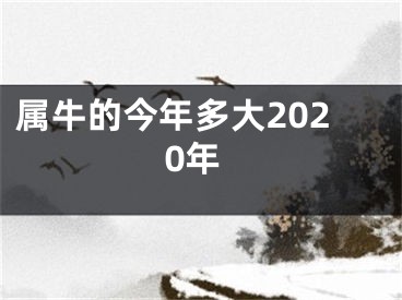 属牛的今年多大2020年