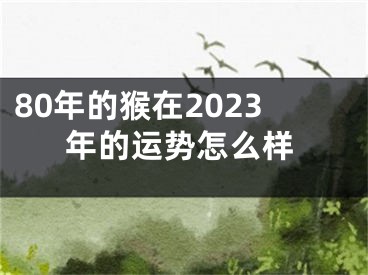 80年的猴在2023年的运势怎么样