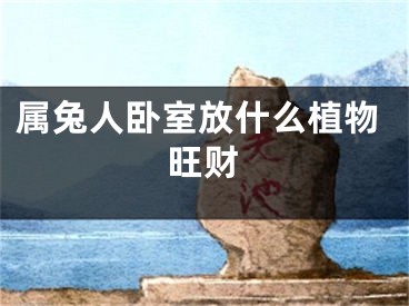 属兔人卧室放什么植物旺财