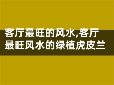 客厅最旺的风水,客厅最旺风水的绿植虎皮兰