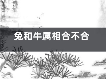 兔和牛属相合不合