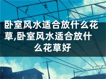 卧室风水适合放什么花草,卧室风水适合放什么花草好