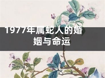 1977年属蛇人的婚姻与命运
