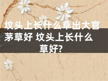 坟头上长什么草出大官茅草好 坟头上长什么草好?
