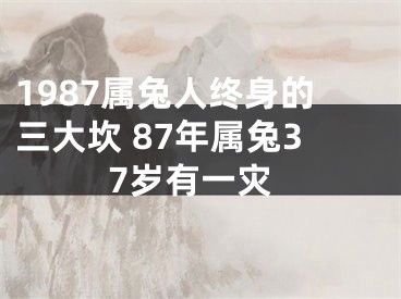 1987属兔人终身的三大坎 87年属兔37岁有一灾