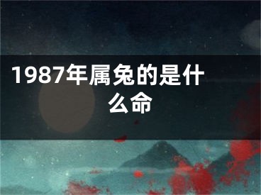 1987年属兔的是什么命