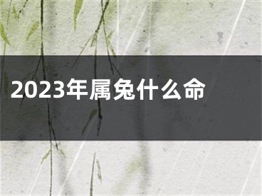 2023年属兔什么命
