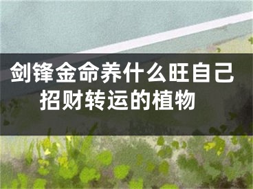 剑锋金命养什么旺自己 招财转运的植物