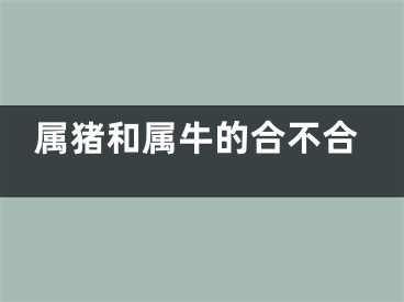 属猪和属牛的合不合
