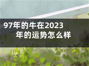 97年的牛在2023年的运势怎么样