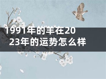 1991年的羊在2023年的运势怎么样