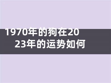 1970年的狗在2023年的运势如何