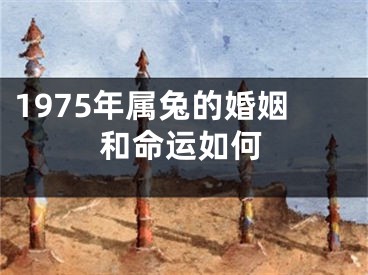 1975年属兔的婚姻和命运如何