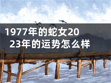 1977年的蛇女2023年的运势怎么样