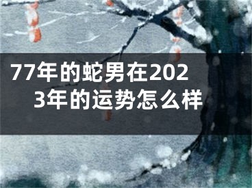 77年的蛇男在2023年的运势怎么样
