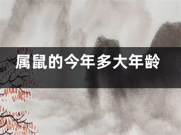 属鼠的今年多大年龄