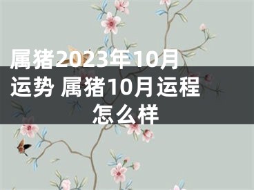 属猪2023年10月运势 属猪10月运程怎么样