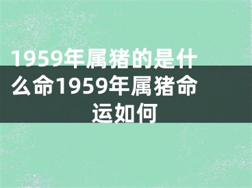1959年属猪的是什么命1959年属猪命运如何