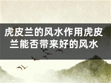 虎皮兰的风水作用虎皮兰能否带来好的风水