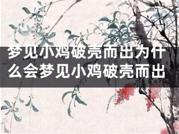 梦见小鸡破壳而出为什么会梦见小鸡破壳而出