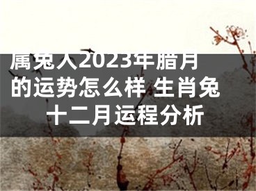 属兔人2023年腊月的运势怎么样 生肖兔十二月运程分析