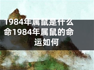 1984年属鼠是什么命1984年属鼠的命运如何