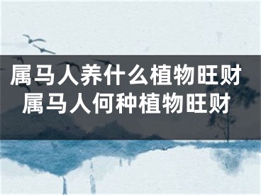 属马人养什么植物旺财属马人何种植物旺财