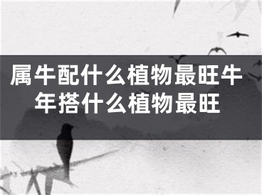 属牛配什么植物最旺牛年搭什么植物最旺